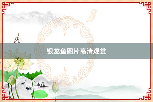 银龙鱼图片高清观赏